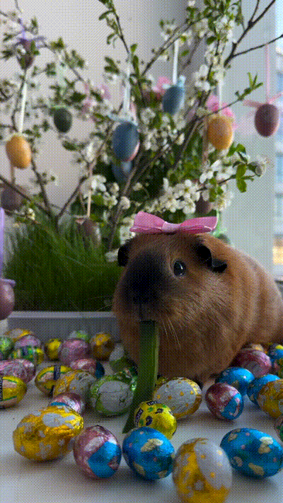 Oster-Meerschweinchen