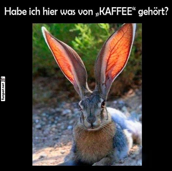 Kaffeeliebendes Kaninchen mit großen Ohren Kaffeeliebendes Kaninchen mit großen Ohren