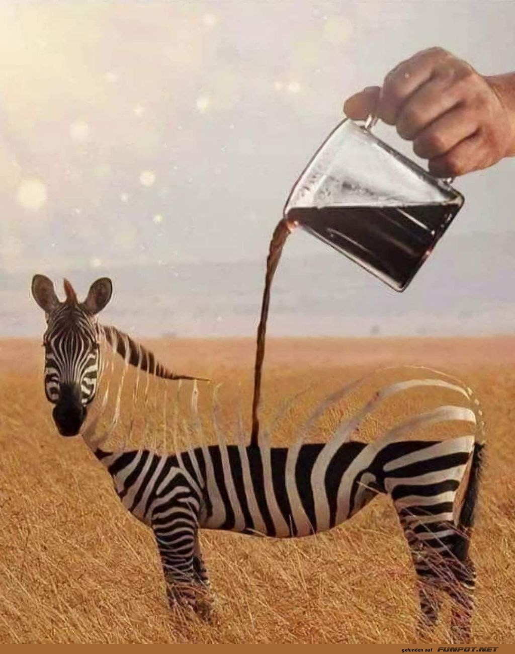 Zebra wird mit Kaffee gefllt