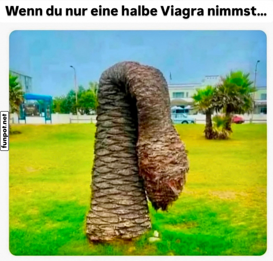 Lustige Palme in ungewöhnlicher Form Lustige Palme in ungewöhnlicher Form