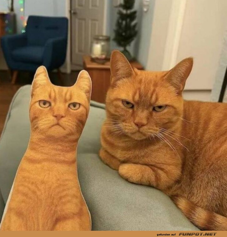 Echte Katze und Spielzeug in Doppelgnger-Pose