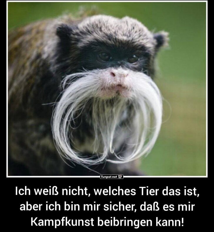 Tier mit beeindruckendem Schnurrbart