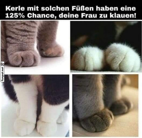 Schicke Katzenpfoten Schicke Katzenpfoten