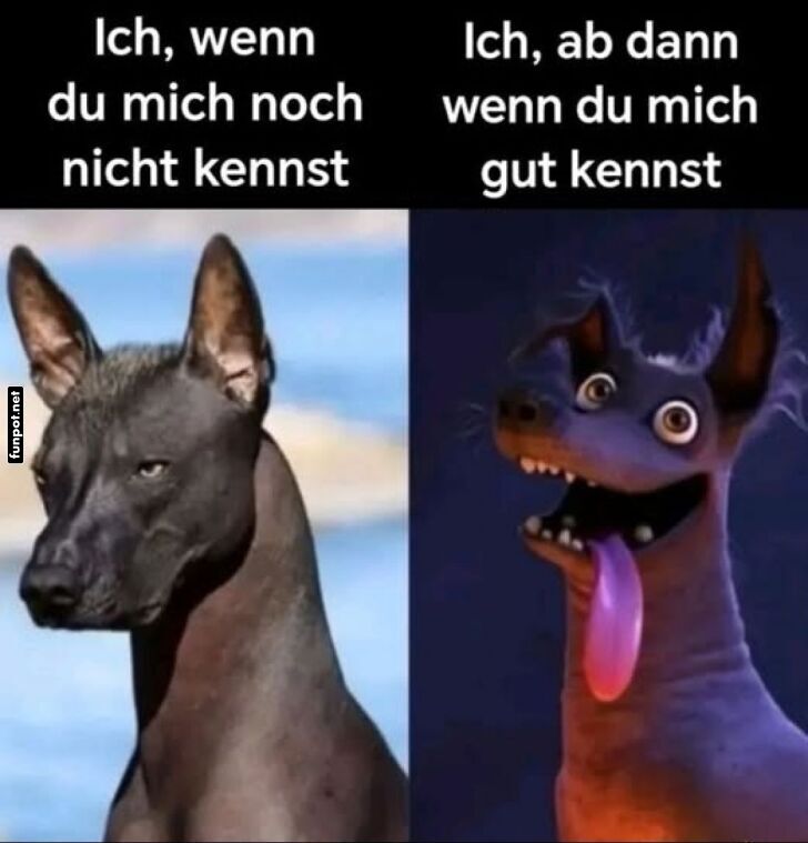 Zwei Gesichter eines Hundes