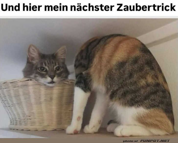 Lustige Katze prsentiert Zaubertrick