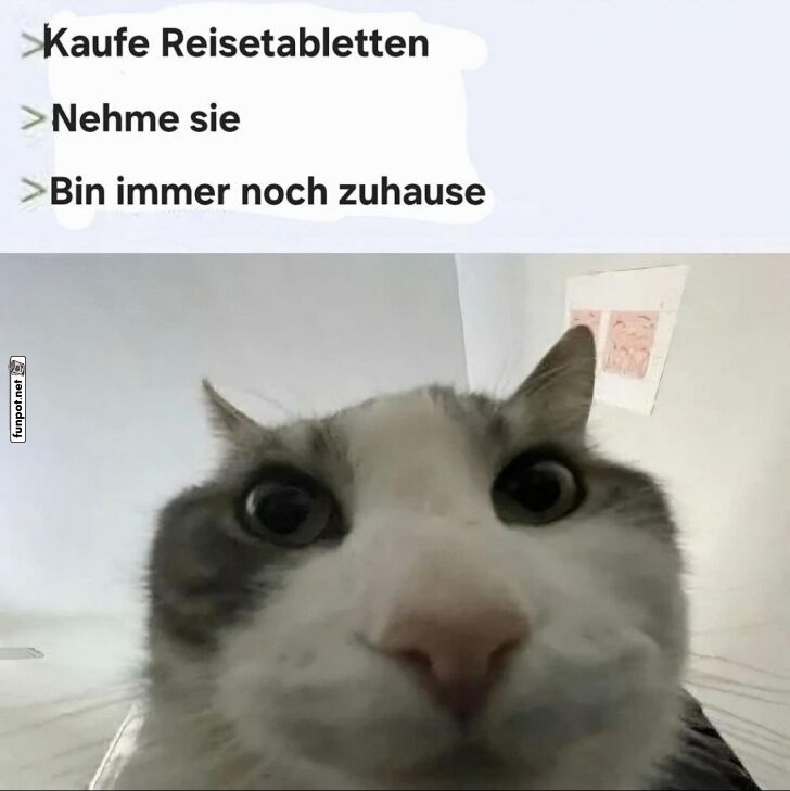 Katze und Reisetabletten Missverstndnis