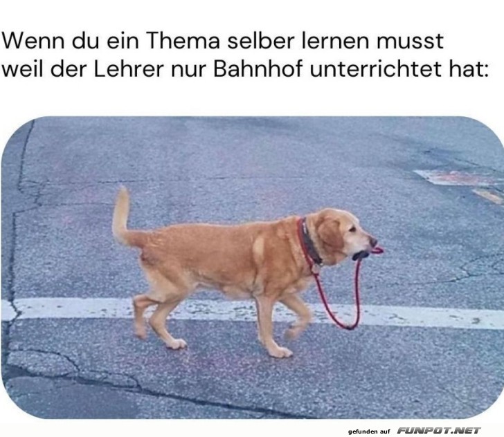Hund fhrt sich selbst Gassi