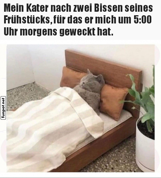 Kater schlft nach frhem Frhstck
