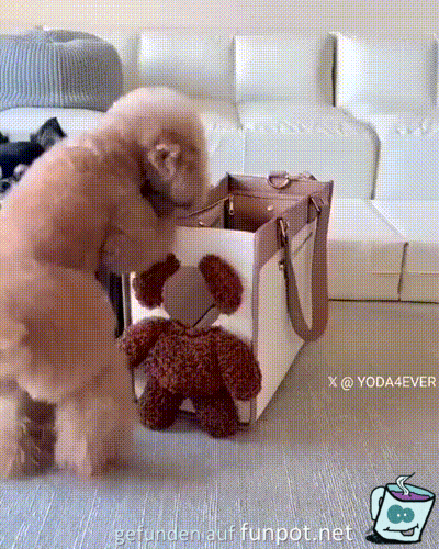 Lustige Hunde