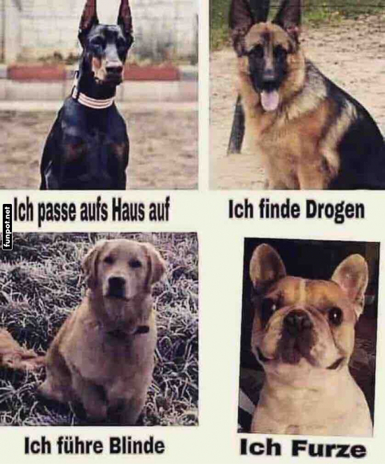 Verschiedene Hunde mit besonderen Fhigkeiten