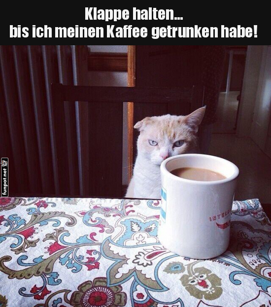 Kaffeetrinkende Katze mit coolem Spruch