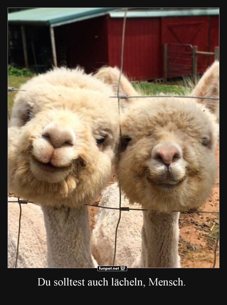 Zwei lchelnde Lamas am Zaun