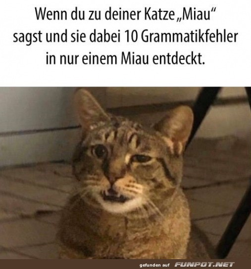 Katze entdeckt 10 Grammatikfehler