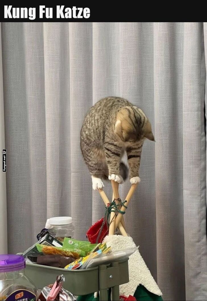 Katzenakrobatik auf Mbelstcken