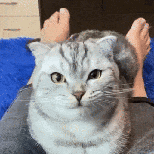 lustige Katze