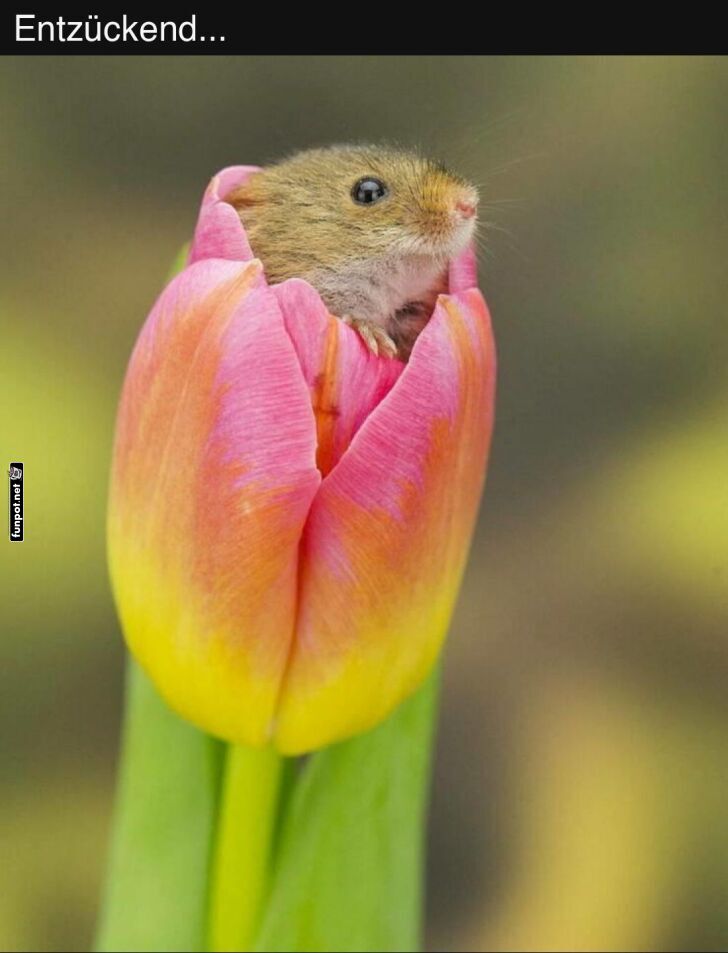 Maus geniet Blume