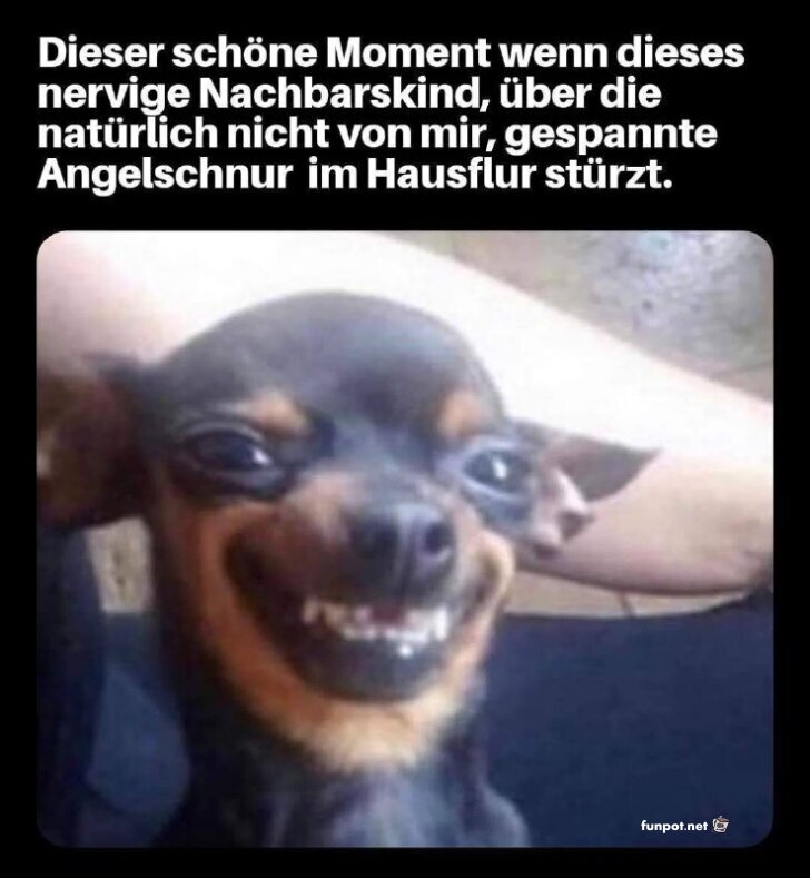 Lustiger Hund schaut schelmisch