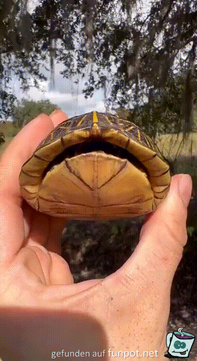 Lustige Schildkrte