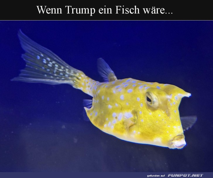 Lustiger Fischvergleich humorvoll erklrt