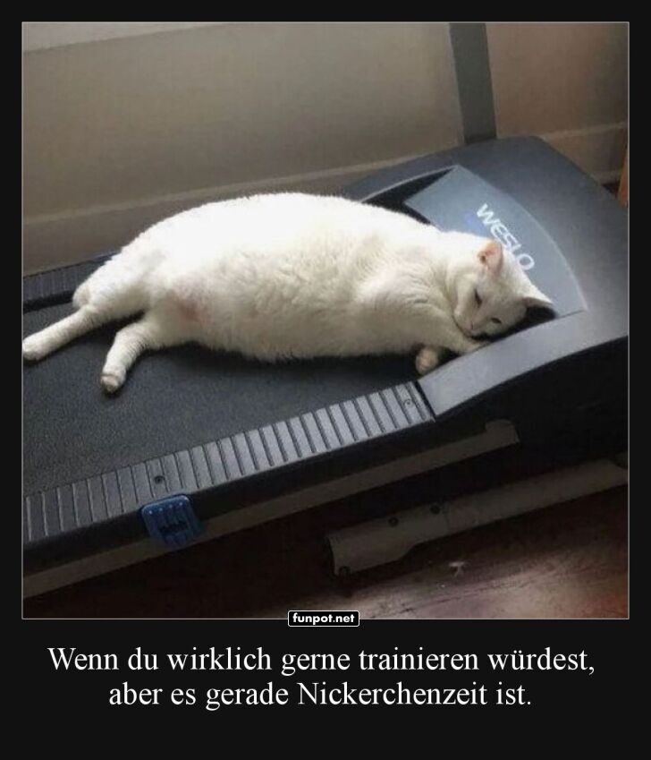 Weie Katze schlft auf Laufband