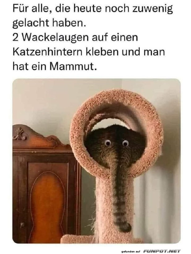 Lustiges Katzen-Mammut
