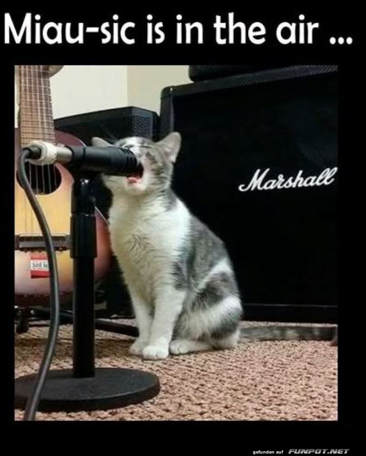 Katze singt ins Mikrofon