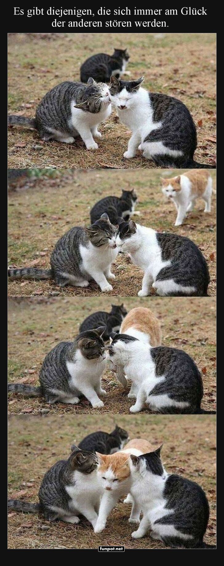 Katzen und ihre kleinen Strungen