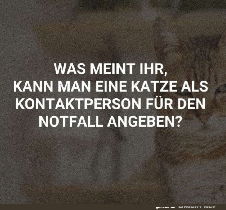 Katze als Notfallkontakt: Gute Idee?
