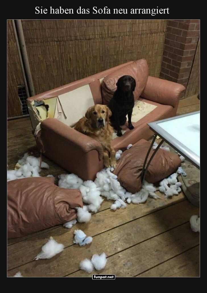 Zwei Hunde und ein zerzaustes Sofa