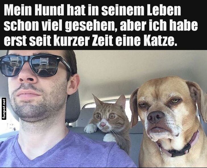 Hund sieht Katze zum ersten Mal