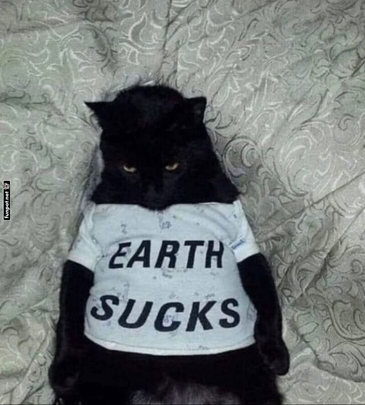 Mrrische Katze mit frechem T-Shirt