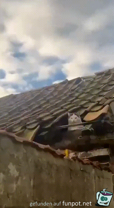 Mrrischer Hausbewohner
