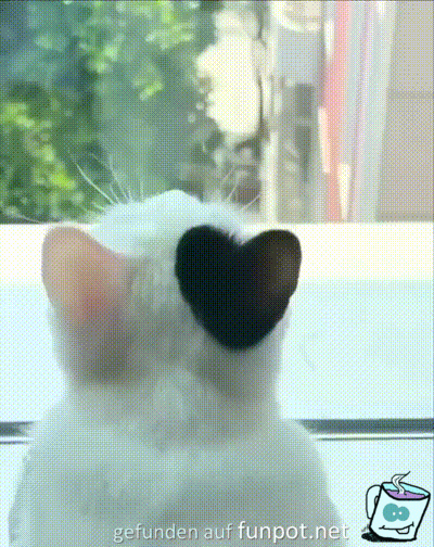 Katze mit Herz-Ohr