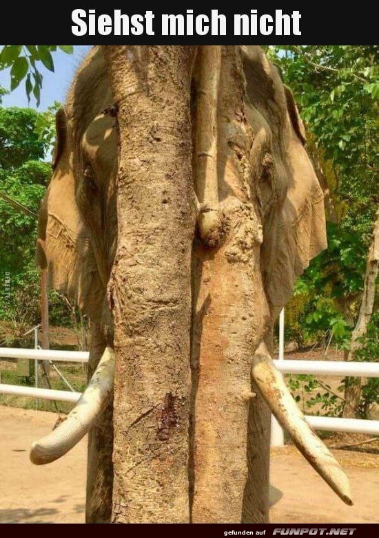 Elefant gut hinter Baum versteckt