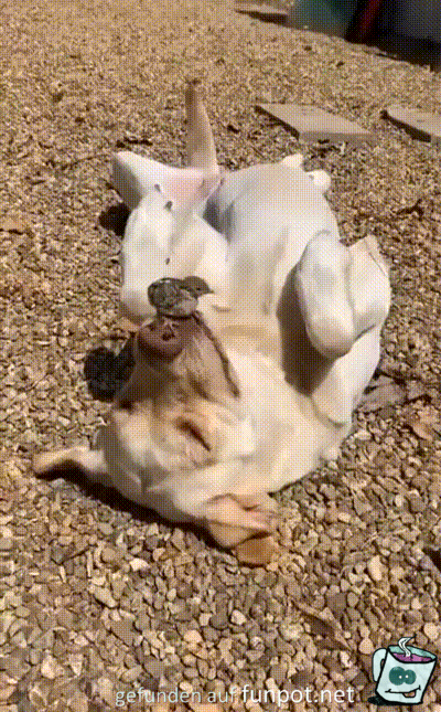 Vgelchen auf Hundeschnauze