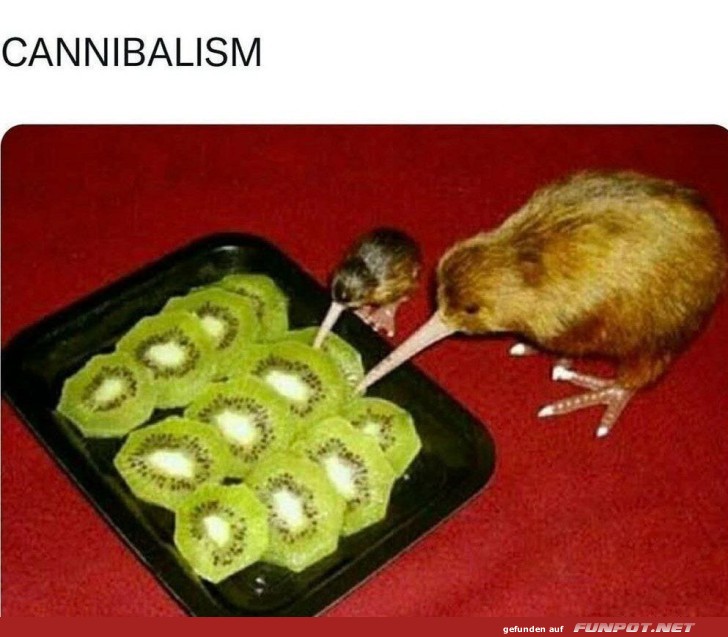 Kiwi-Vgel und Kiwi-Scheiben - Humorvolle Szene