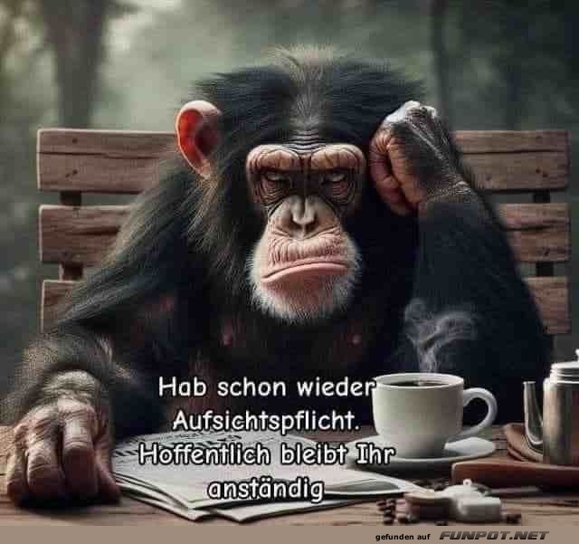 Affe bernimmt wieder Aufsichtspflicht