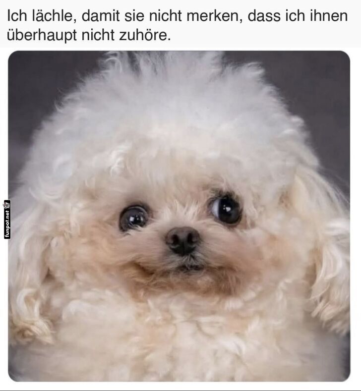 Süßer Hund mit witzigem Kommentar Süßer Hund mit witzigem Kommentar