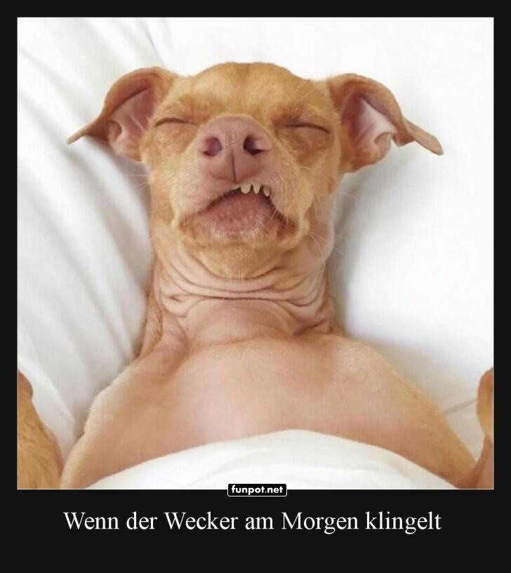 Mder Hund im Bett nach Weckerluten