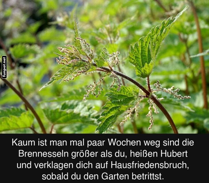 Die Macht der Brennnesseln