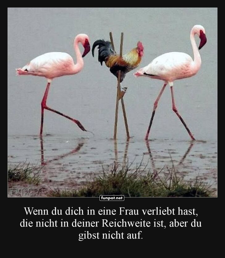 Flamingos und Huhn - Beharrlichkeit