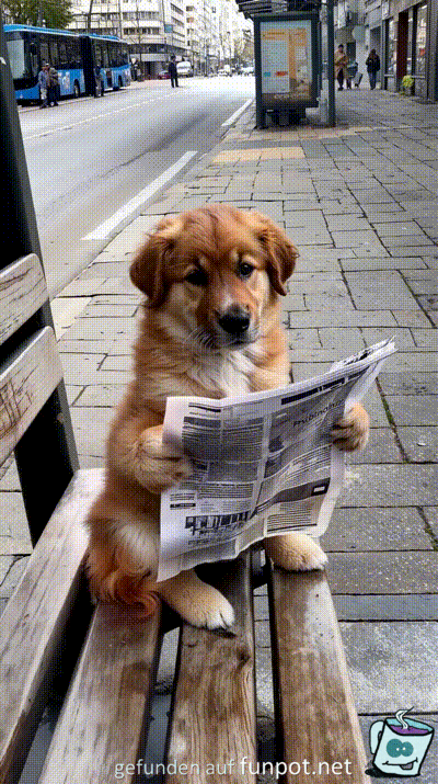 Belesener Hund
