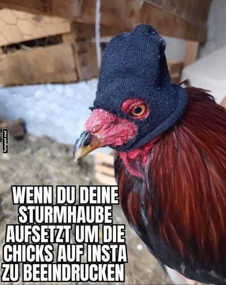 Huhn mit Sturmhaube fr Social Media Eindruck