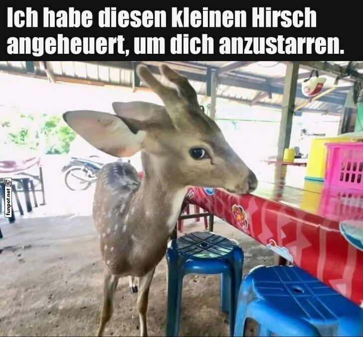 Ein neugieriges Reh im Restaurant