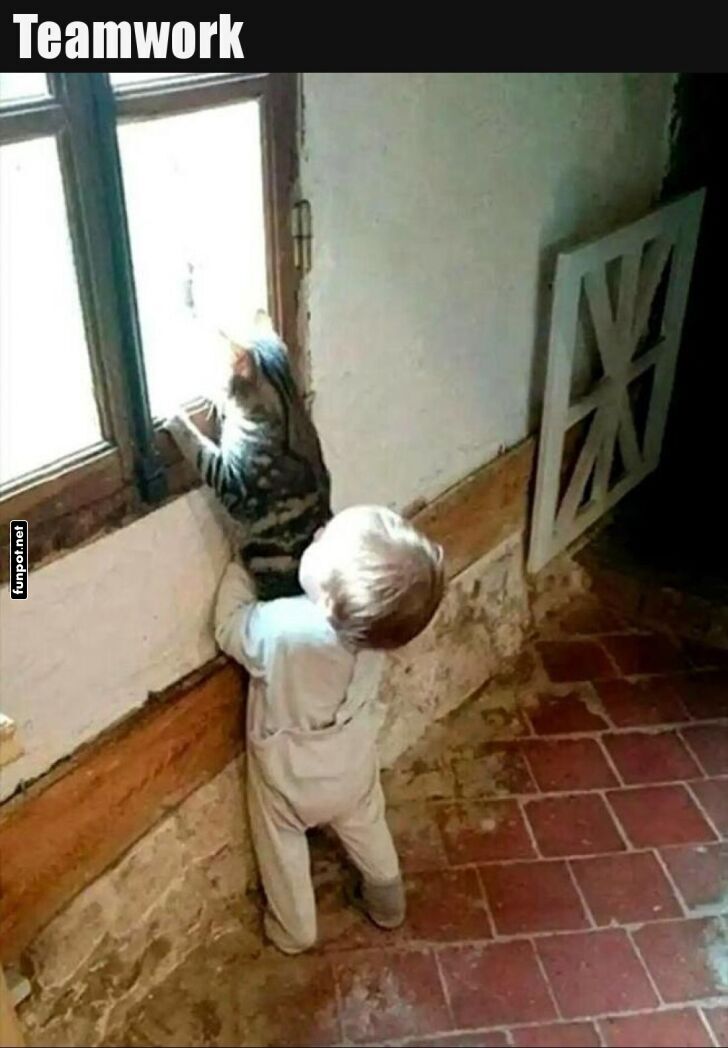 Kleinkind hilft Katze beim Fensterblick