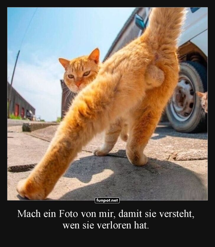 Selbstbewusste Katze auf der Strae