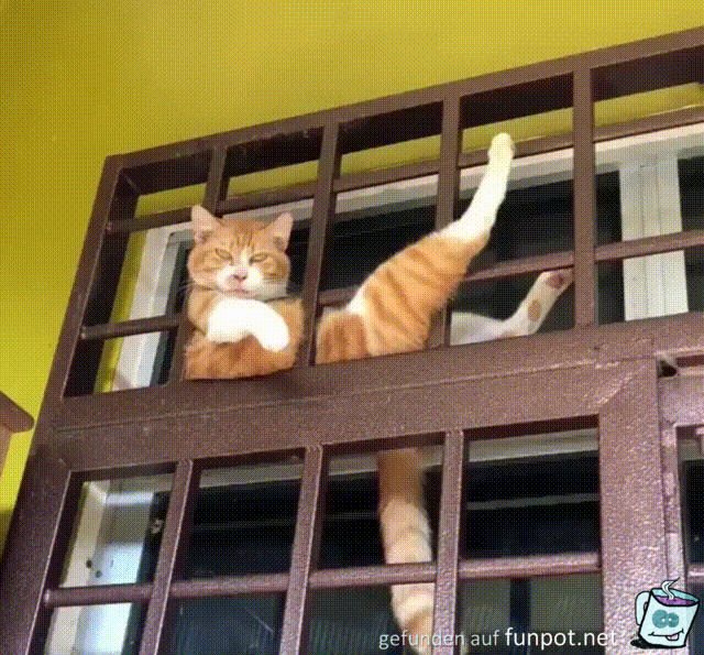 Lustige Katze