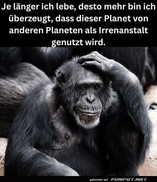 Affe denkt ber den Sinn des Lebens nach