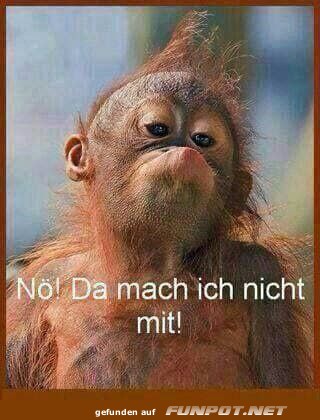 Widerspenstiger Affe sagt nein
