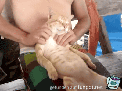 Katzen-Massage